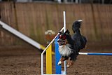 wedstrijd agility friends zaterdag