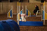 wedstrijd agility friends zaterdag