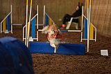 wedstrijd agility friends zaterdag