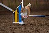 wedstrijd agility friends zaterdag