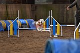 wedstrijd agility friends zaterdag
