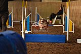 wedstrijd agility friends zaterdag