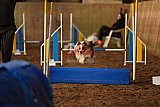 wedstrijd agility friends zaterdag