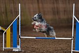 wedstrijd agility friends zaterdag
