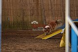 wedstrijd agility friends zaterdag