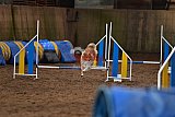 wedstrijd agility friends zaterdag