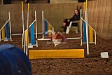 wedstrijd agility friends zaterdag