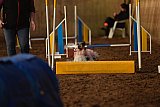 wedstrijd agility friends zaterdag