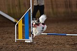 wedstrijd agility friends zaterdag