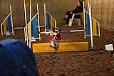 wedstrijd agility friends zaterdag
