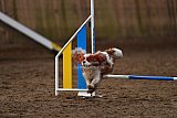 wedstrijd agility friends zaterdag