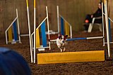 wedstrijd agility friends zaterdag