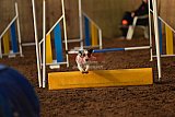 wedstrijd agility friends zaterdag