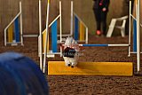 wedstrijd agility friends zaterdag