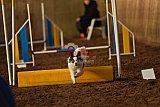 wedstrijd agility friends zaterdag