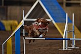 wedstrijd agility friends zaterdag