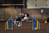 wedstrijd agility friends zaterdag