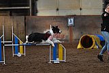 wedstrijd agility friends zaterdag