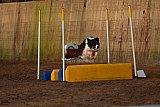 wedstrijd agility friends zaterdag