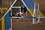 wedstrijd agility friends zaterdag