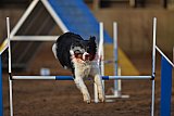 wedstrijd agility friends zaterdag