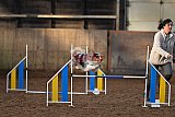wedstrijd agility friends zaterdag