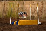 wedstrijd agility friends zaterdag