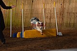 wedstrijd agility friends zaterdag