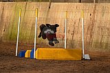 wedstrijd agility friends zaterdag