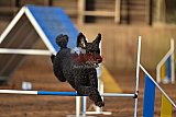 wedstrijd agility friends zaterdag