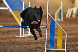 wedstrijd agility friends zaterdag