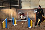 wedstrijd agility friends zaterdag