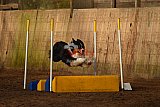 wedstrijd agility friends zaterdag