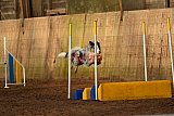 wedstrijd agility friends zaterdag
