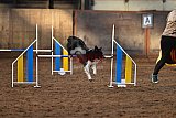 wedstrijd agility friends zaterdag