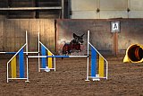 wedstrijd agility friends zaterdag