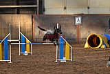 wedstrijd agility friends zaterdag