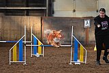 wedstrijd agility friends zaterdag