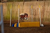 wedstrijd agility friends zaterdag