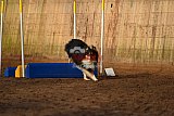 wedstrijd agility friends zaterdag