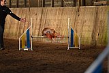 wedstrijd agility friends zaterdag