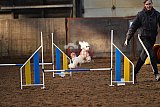 wedstrijd agility friends zaterdag