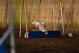 wedstrijd agility friends zaterdag