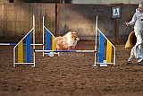 wedstrijd agility friends zaterdag
