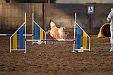 wedstrijd agility friends zaterdag