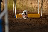 wedstrijd agility friends zaterdag