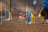 wedstrijd agility friends zaterdag