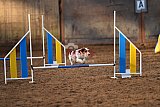 wedstrijd agility friends zaterdag