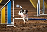 wedstrijd agility friends zaterdag