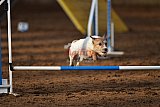 wedstrijd agility friends zaterdag